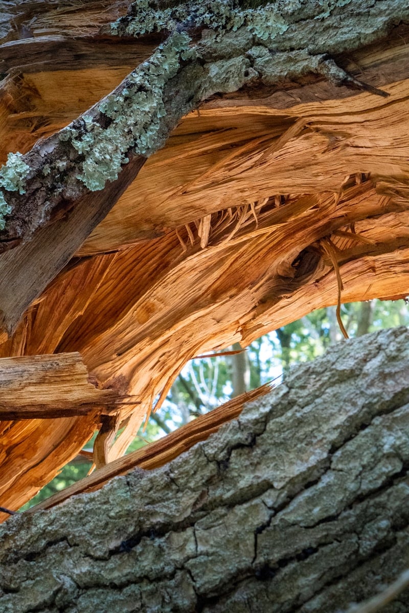 Broken tree branch reveals the wooden core.