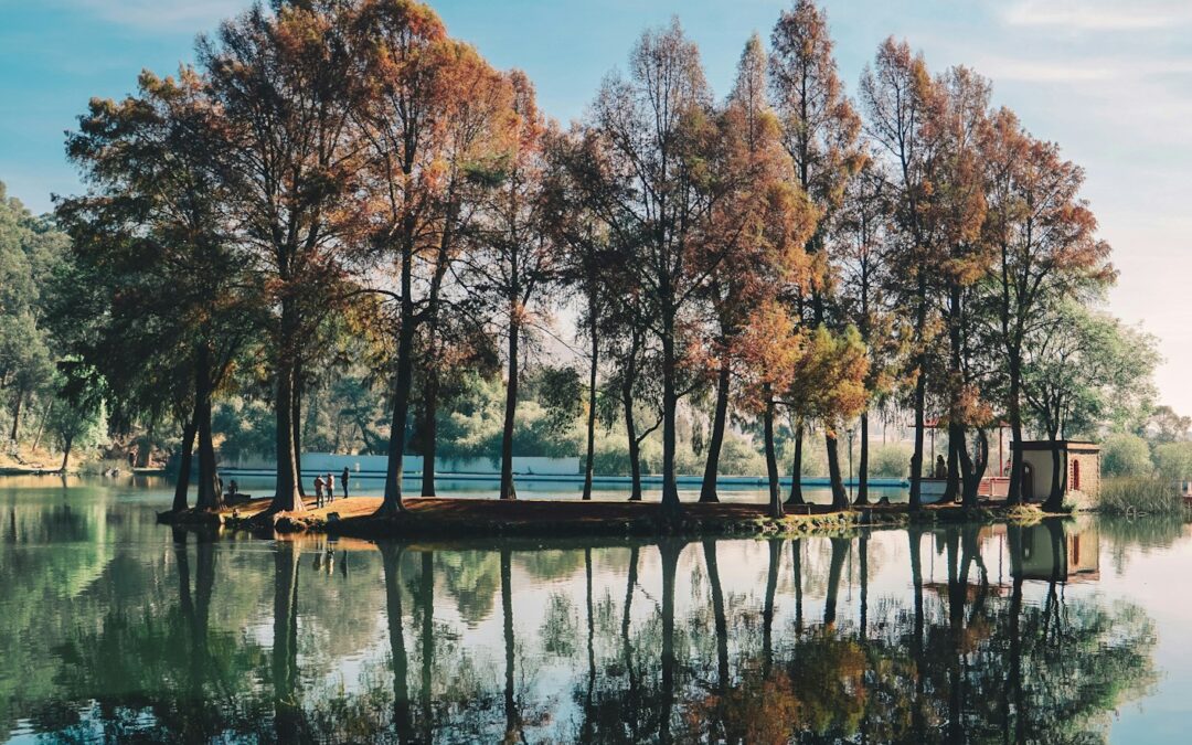 Finding the Best Tree Service in Harrisonburg, VA: What to Look For and Why It Matters