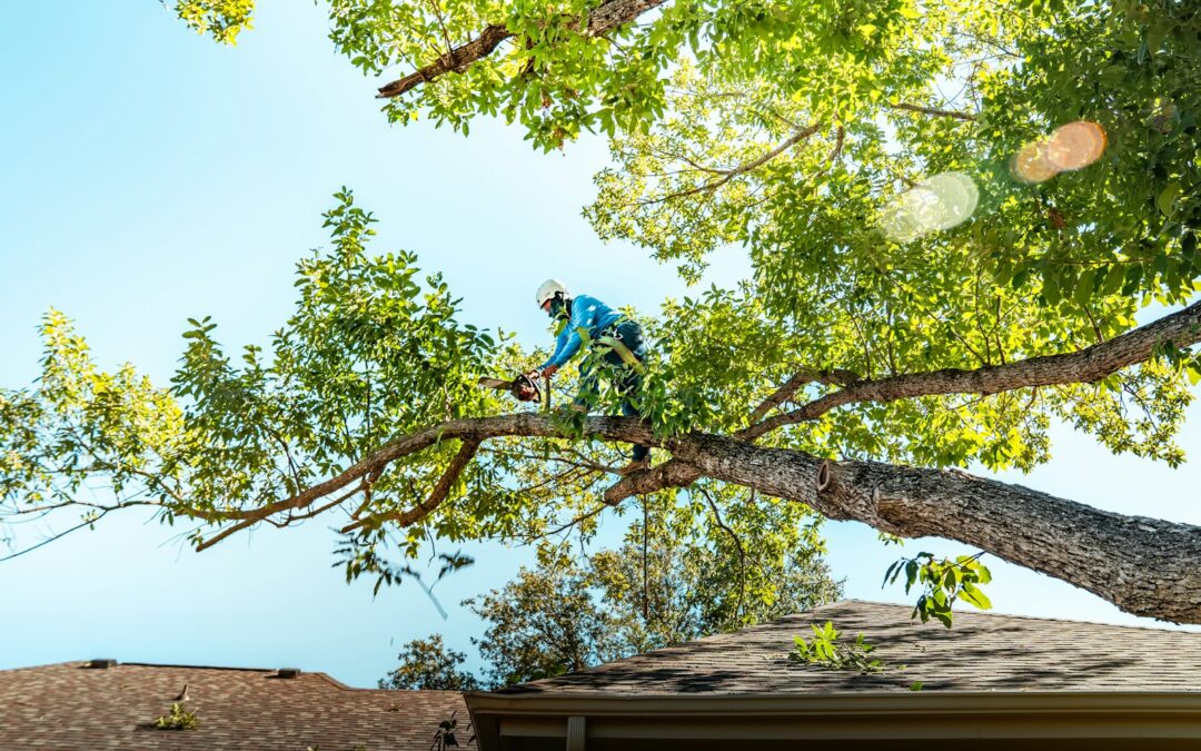 Tree Pruning Tools vs Professional Care in Staunton, VA: What Works Best