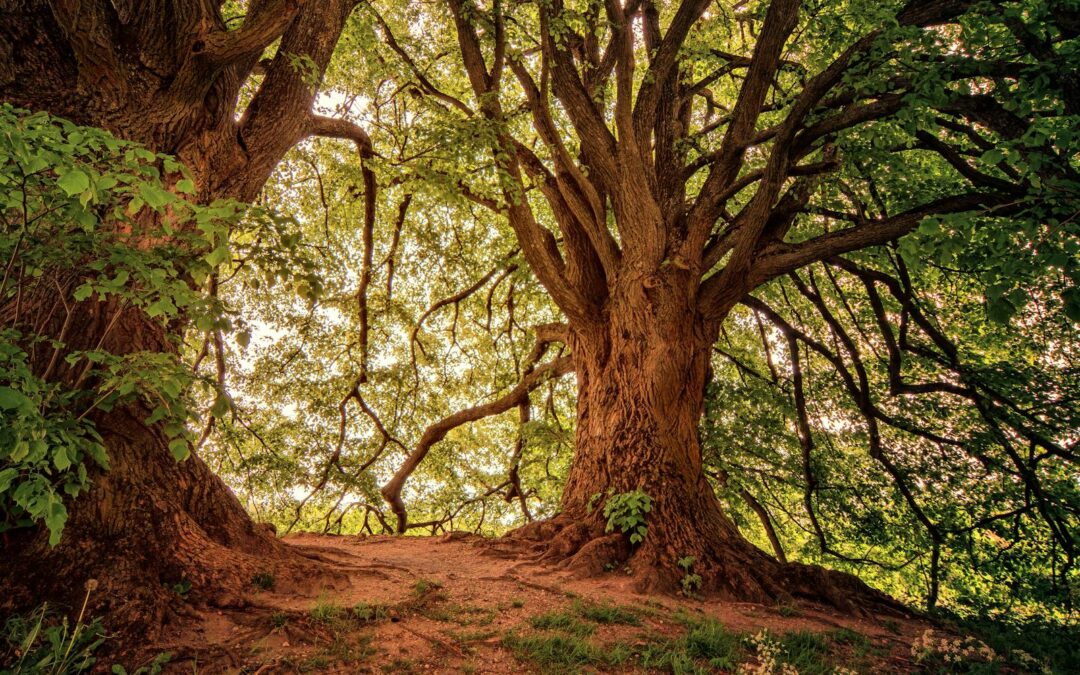 Chestnut Oak Care in the Shenandoah Valley: How to Protect One of Virginia’s Iconic Trees