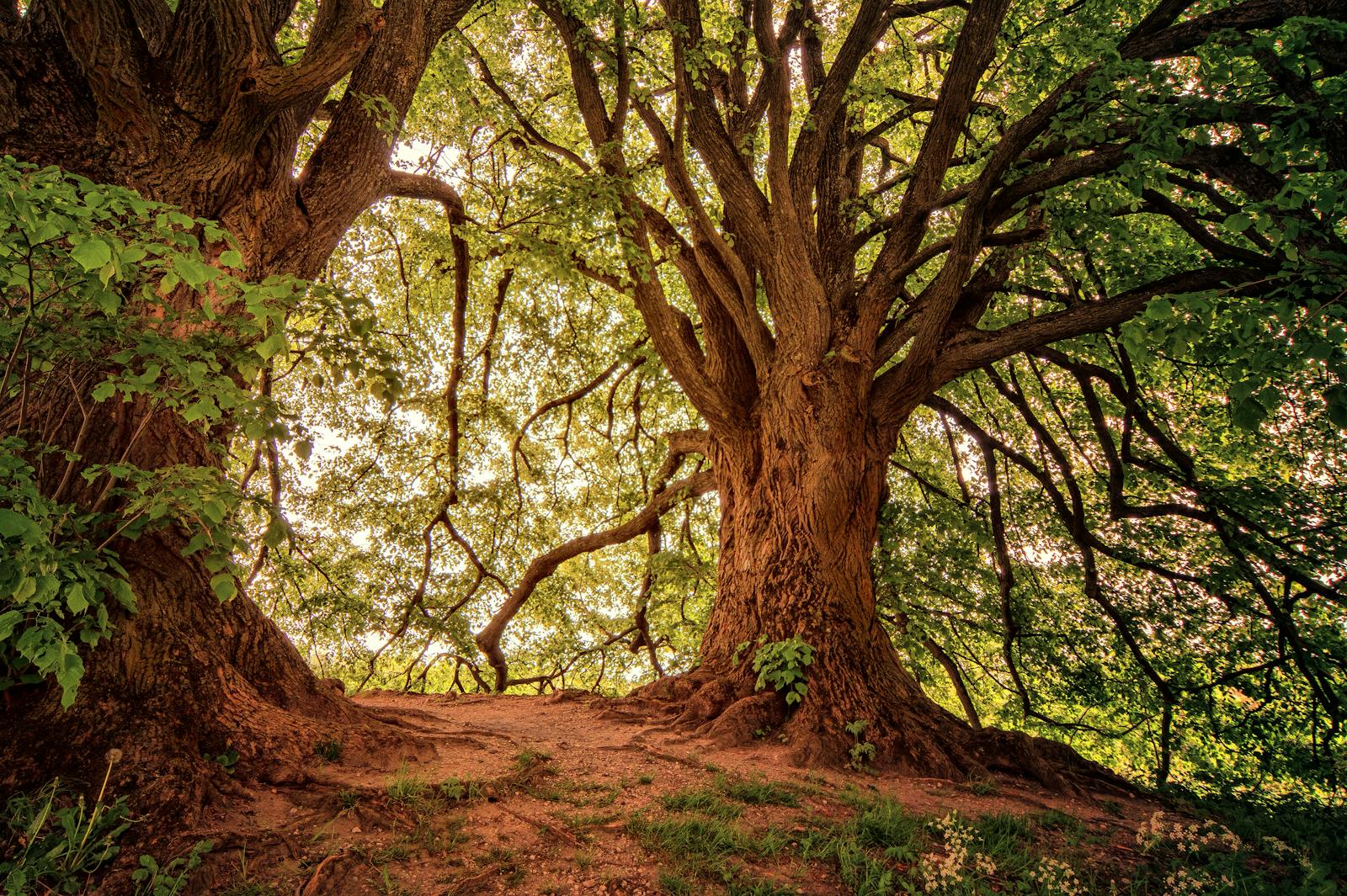 Sunlit forest scene featuring two majestic oak trees with sprawling branches and lush green leaves. Chestnut Oak Care in the Shenandoah Valley: How to Protect One of Virginia’s Iconic Trees