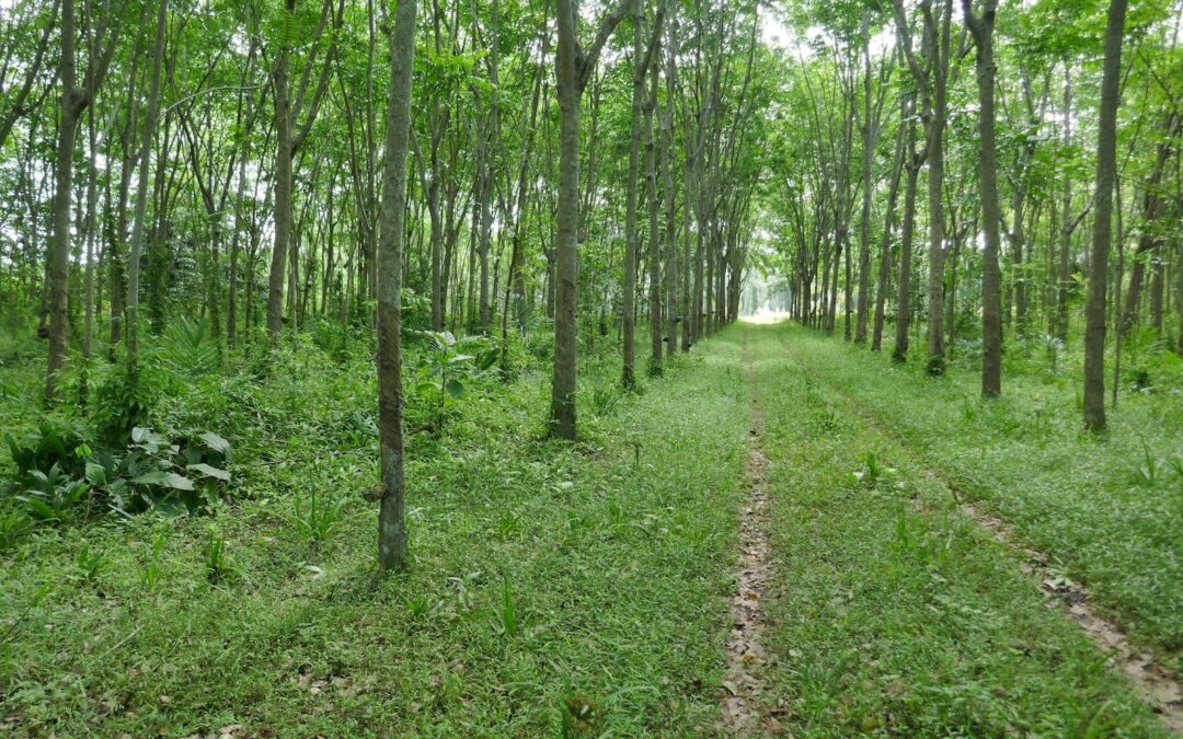 12 Common Tree Diseases in the Shenandoah Valley and How a Local Arborist Treats Them