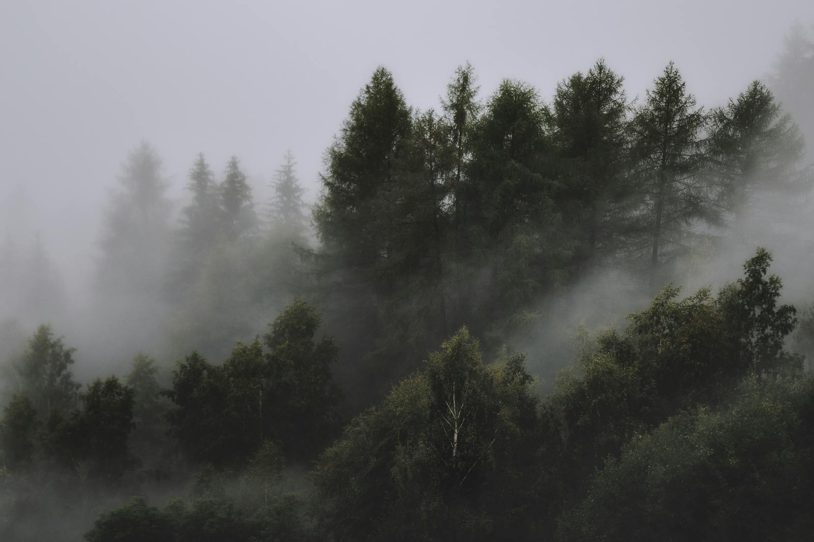 Serene view of a mist-covered forest with tall coniferous trees and thick fog. Emergency Tree Service in Augusta County, Virginia: When a Tree Becomes a Hazard