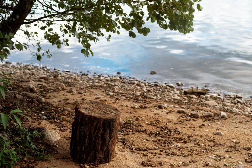 Tranquil lakeside view featuring a tree, stump, and gentle waves on a rocky shore.