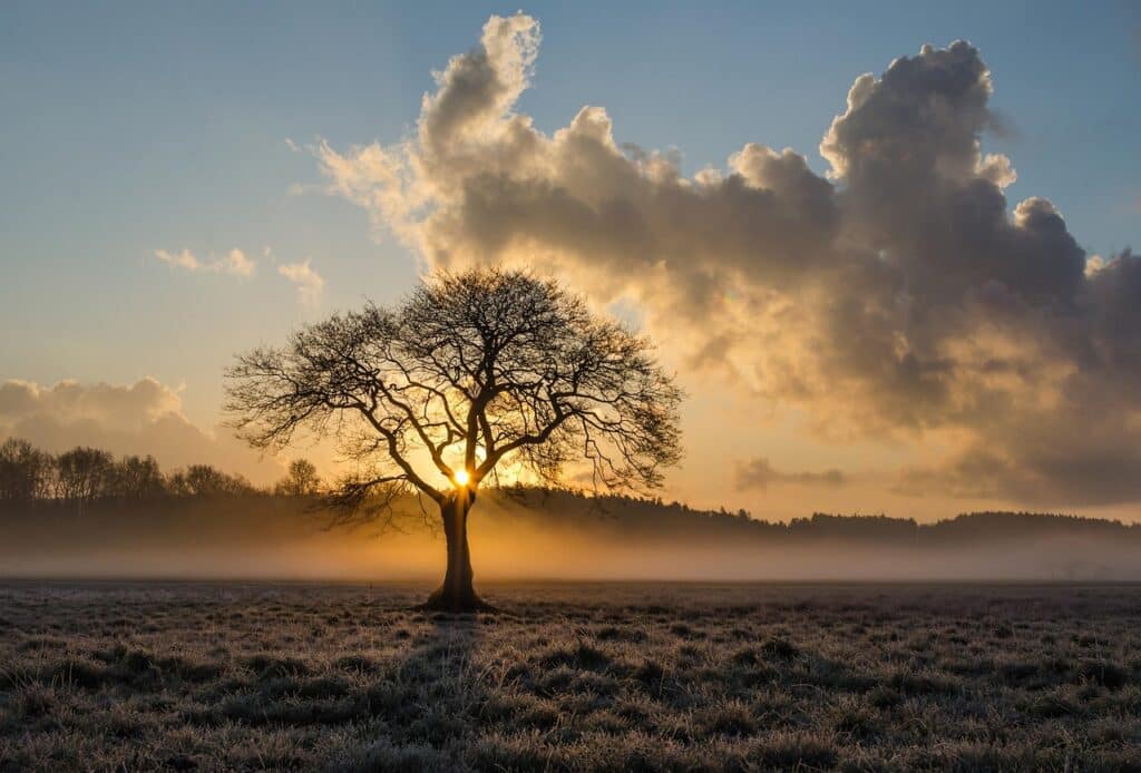 lone tree, tree, oak, clouds, landscape, haze, mist, sunset, autumn, evening, twilight, nature, silhouette, tree silhouette, field, meadow, grasslands, backlighting, tree, tree, tree, tree, tree, sunset, autumn, nature