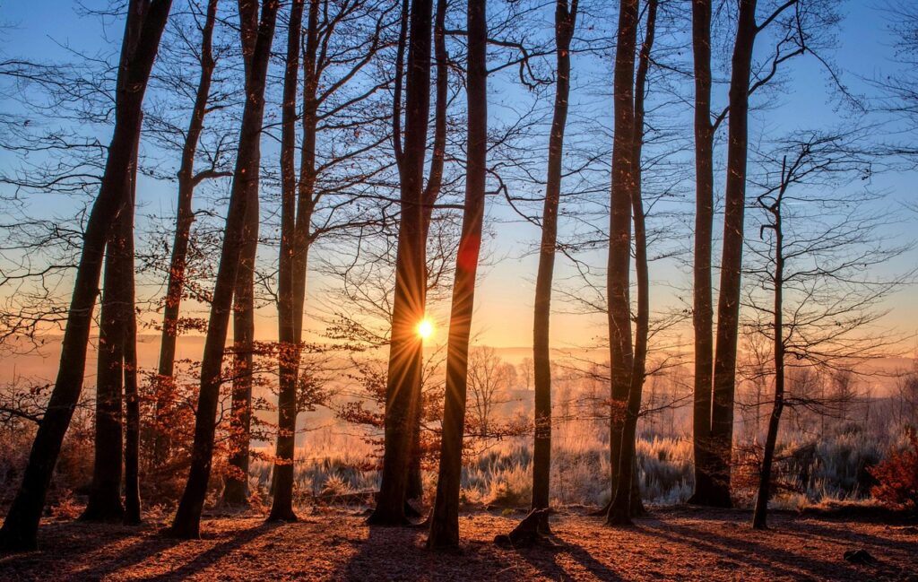 forest, sunset, trees, silhouettes, trunks, tree trunks, tall trees, tree silhouettes, backlighting, woods, woodlands, branches, tree branches, bare trees, sunrays, sunbeams, dusk, twilight, landscape, sun, nature, forest, forest, forest, forest, forest, sunset, sunset, trees, trees, trees, sun, nature