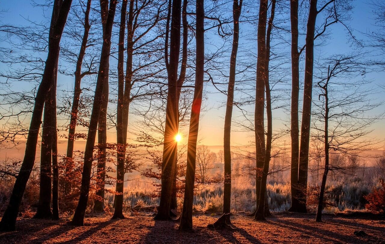 forest, sunset, trees, silhouettes, trunks, tree trunks, tall trees, tree silhouettes, backlighting, woods, woodlands, branches, tree branches, bare trees, sunrays, sunbeams, dusk, twilight, landscape, sun, nature, forest, forest, forest, forest, forest, sunset, sunset, trees, trees, trees, sun, nature Arborist in Augusta County: Professional Tree Care You Can Count On