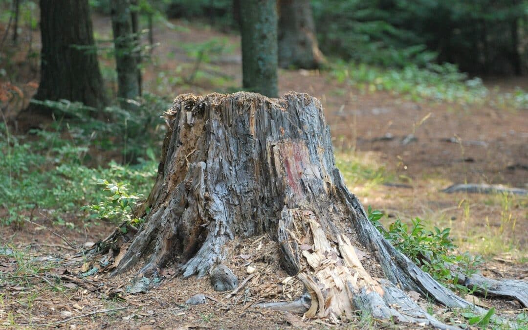 Tree Stump Removal 101: Why Shenandoah Valley Homeowners Shouldn’t Skip This Step