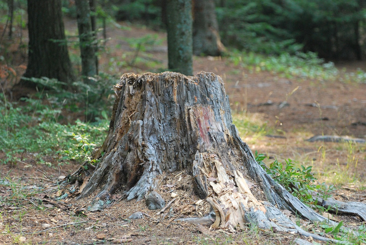 nature, tree stump, woods, tree stump, tree stump, tree stump, tree stump, tree stump Tree Stump Removal 101: Why Shenandoah Valley Homeowners Shouldn’t Skip This Step