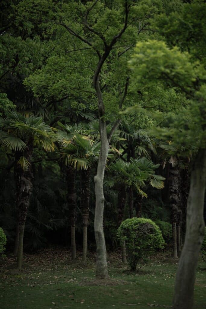 Discover Shanghai's serene park with lush greenery and exotic palm trees, offering a tranquil escape.