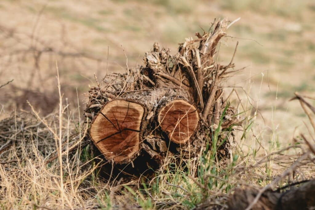 Close-up of a tree stump in a dry, grassy field on a sunny autumn day.