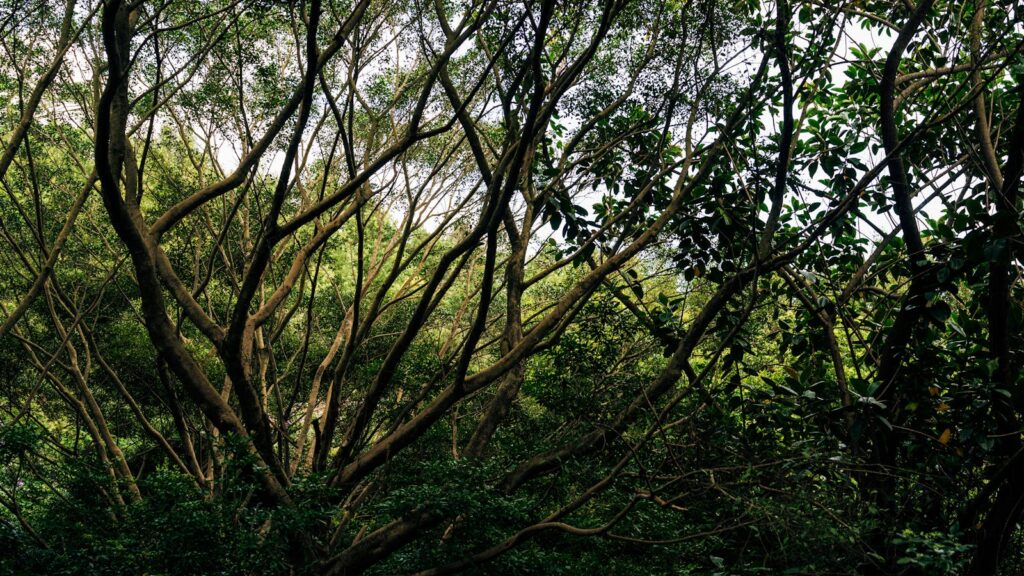 Dense tree canopy with intertwined branches in a vibrant rainforest setting.