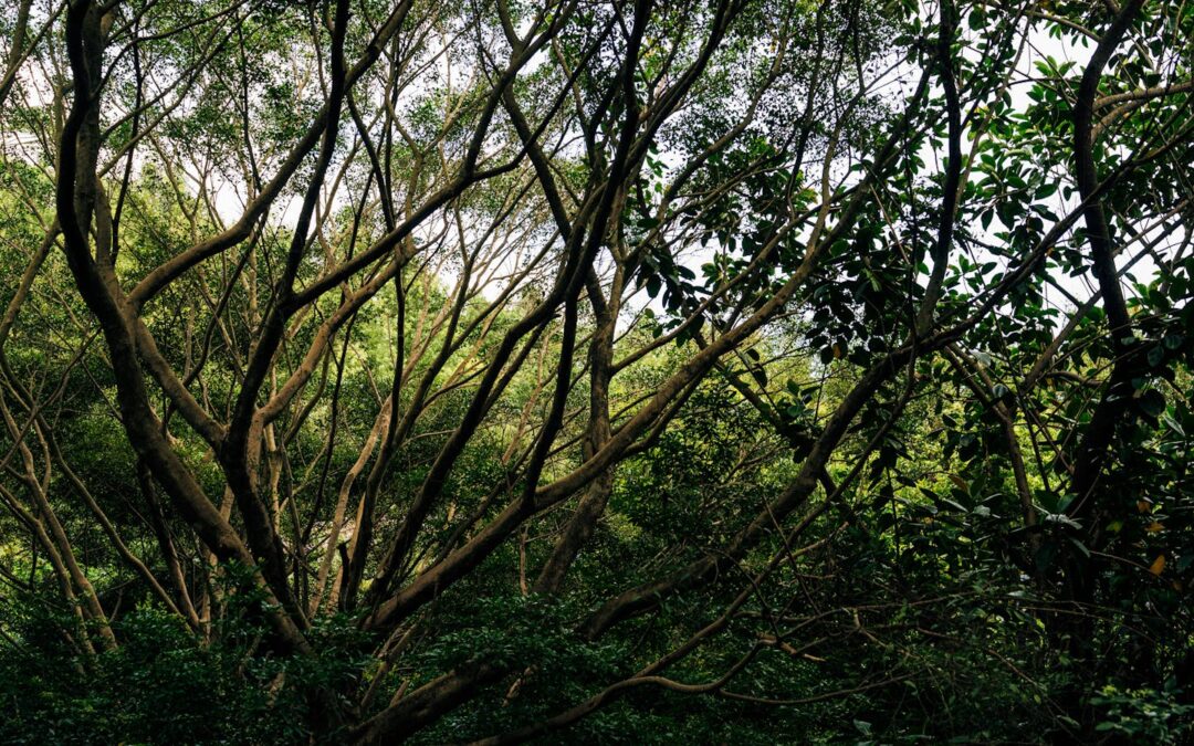 Trimming Trees in Waynesboro, VA: Best Practices for Safety and Tree Health