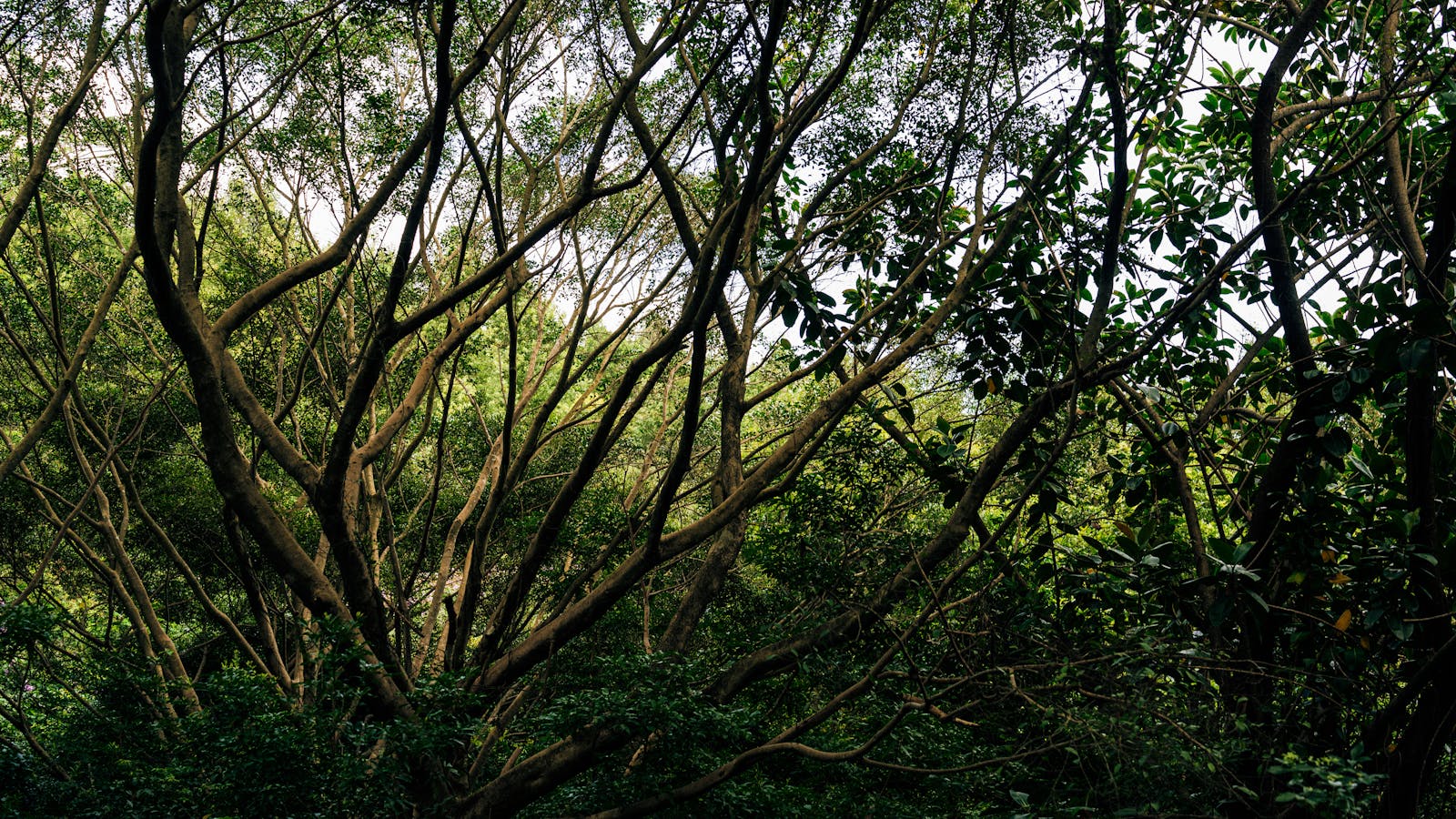 Dense tree canopy with intertwined branches in a vibrant rainforest setting. Trimming Trees in Waynesboro, VA: Best Practices for Safety and Tree Health
