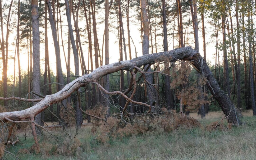 7 Reasons Blue Mountain Arbor Is the Best Tree Service in Waynesboro, Virginia