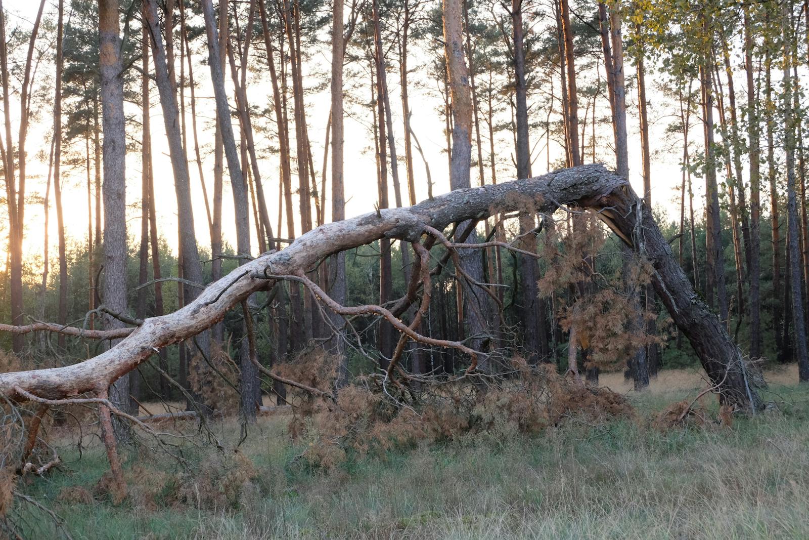 Sunset view of a fallen tree amidst tall pines in a serene forest setting. 7 Reasons Blue Mountain Arbor Is the Best Tree Service in Waynesboro, Virginia
