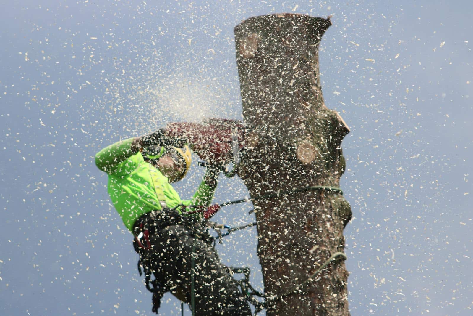 Arborist climbs tree to cut a trunk with a chainsaw, showcasing safety gear and sawdust. How Much Does an Arborist Cost in Harrisonburg? (Pricing Guide)