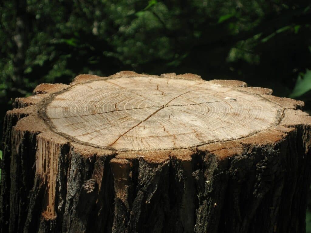 tree stump, tree bark, wood, tree, nature, tree stump, tree stump, tree stump, tree stump, tree stump