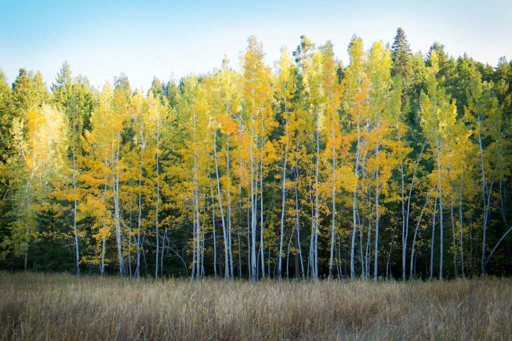 trees and brown grass field in forest nature photography