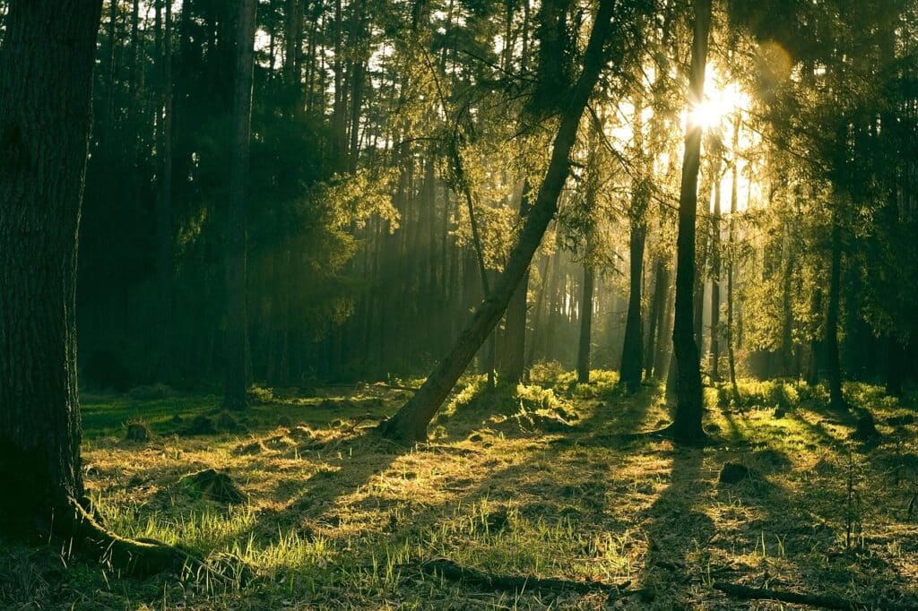 forest, nature, trees, sun, landscape, light, grass, mystical, forest, forest, forest, forest, forest