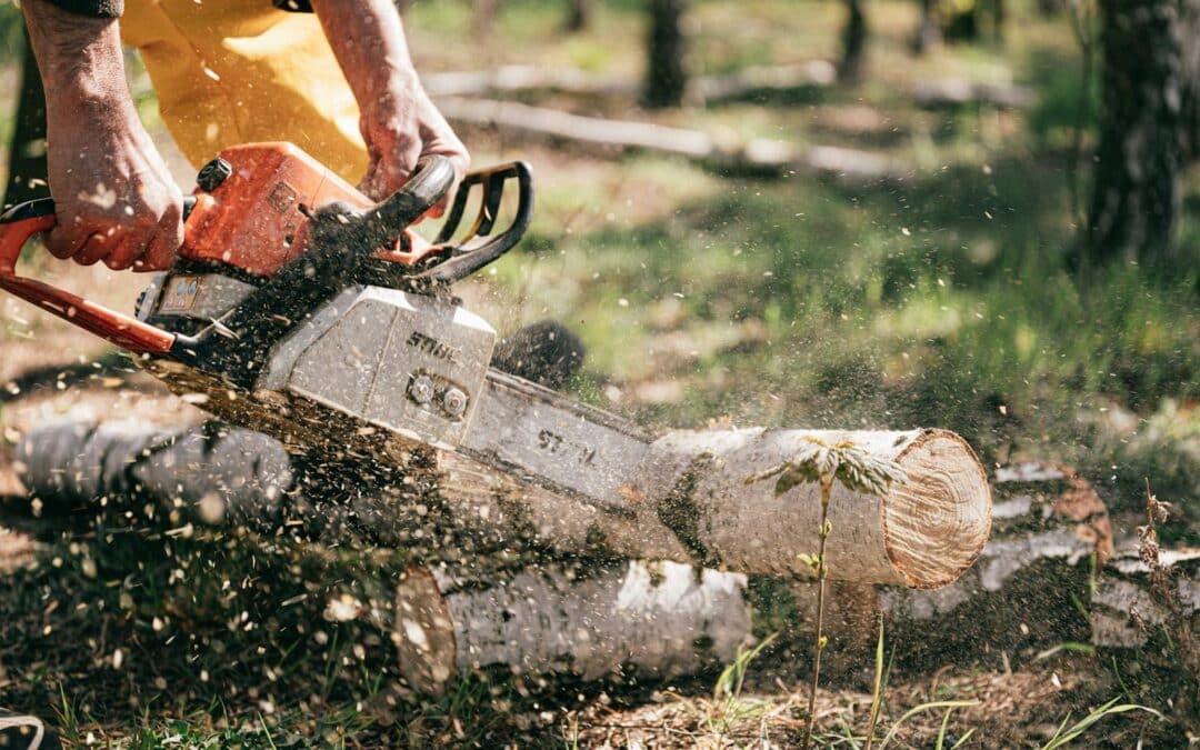 Tree Cutting Service in Timberville, VA: When Removal Is the Safest Option