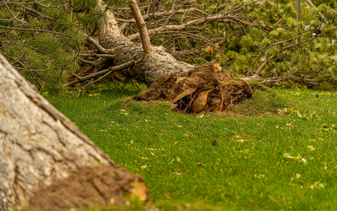 Tree Removal in Staunton, Virginia: When It’s Time and How the Process Works