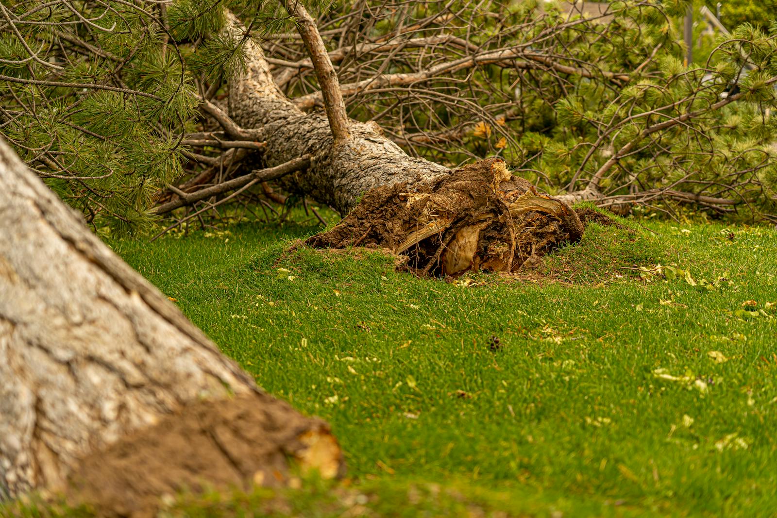 A fallen pine tree with exposed roots on vibrant green grass, showcasing a natural calamity. Tree Removal in Staunton, Virginia: When It’s Time and How the Process Works