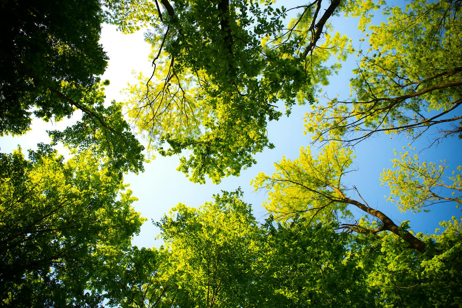 Looking up through vibrant green tree canopy with blue sky. Perfect for nature and outdoor themes. Tree Surgeon Services in Harrisonburg, VA: How Professional Tree Care Protects Your Property