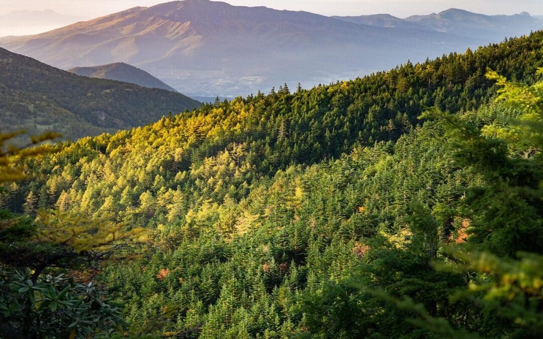 Arborist in Timberville, VA: Local Tree Care You Can Rely On