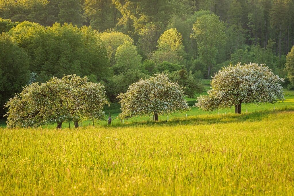 meadow, landscape, fruit trees, orchard meadow, blossoms, forest, plants, nature, bloom, apple trees, field, trees, fruit trees, fruit trees, fruit trees, forest, forest, apple trees, apple trees, trees, trees, trees, trees, trees