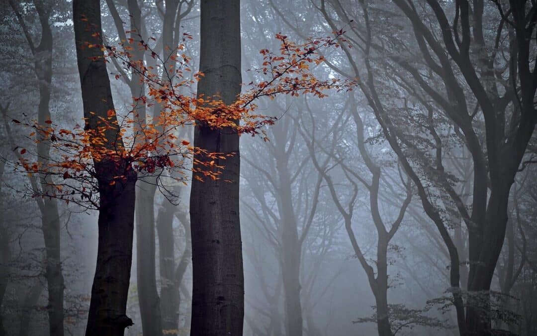 Arborist in Luray, VA: Reliable Tree Care for Homes and Properties
