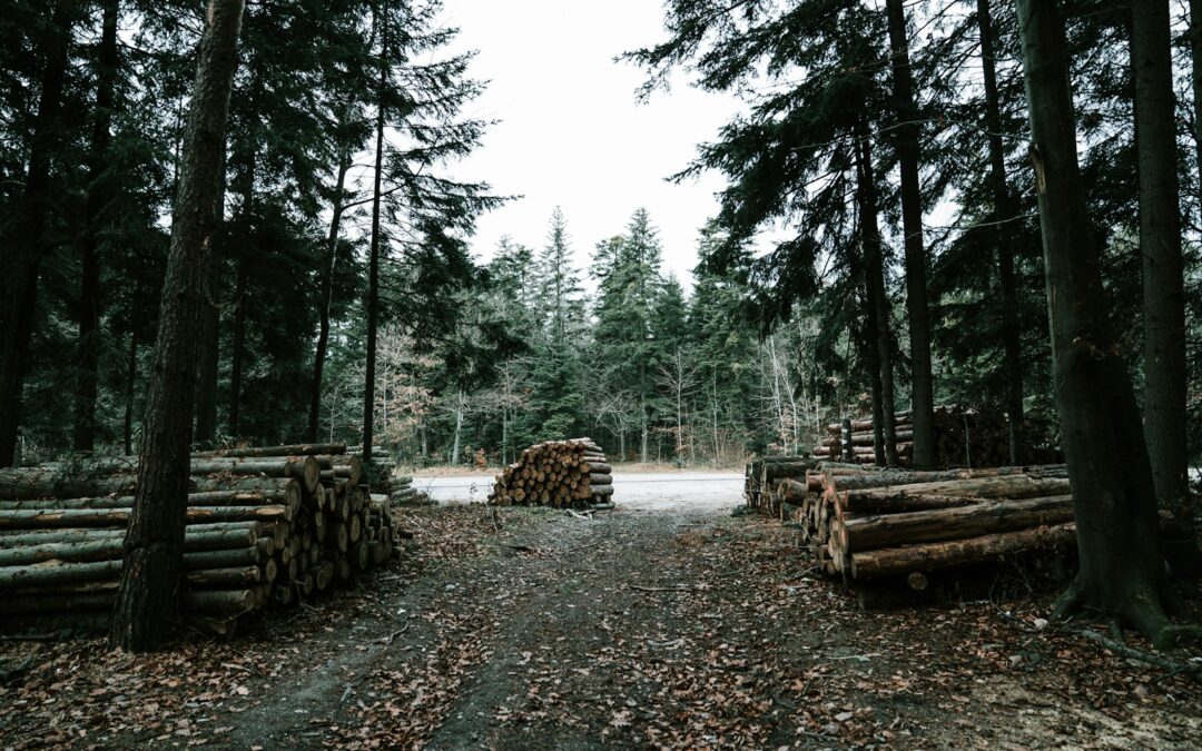 Large Tree Removal in Augusta County: What to Expect From Start to Finish