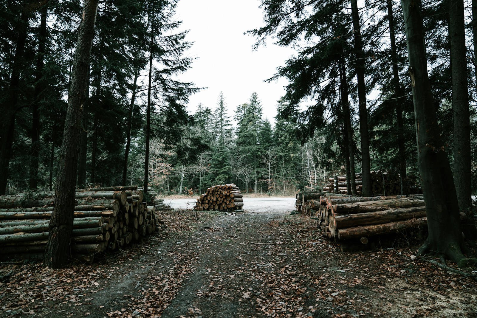 piles of logs along dirt pathway near highway Large Tree Removal in Augusta County: What to Expect From Start to Finish