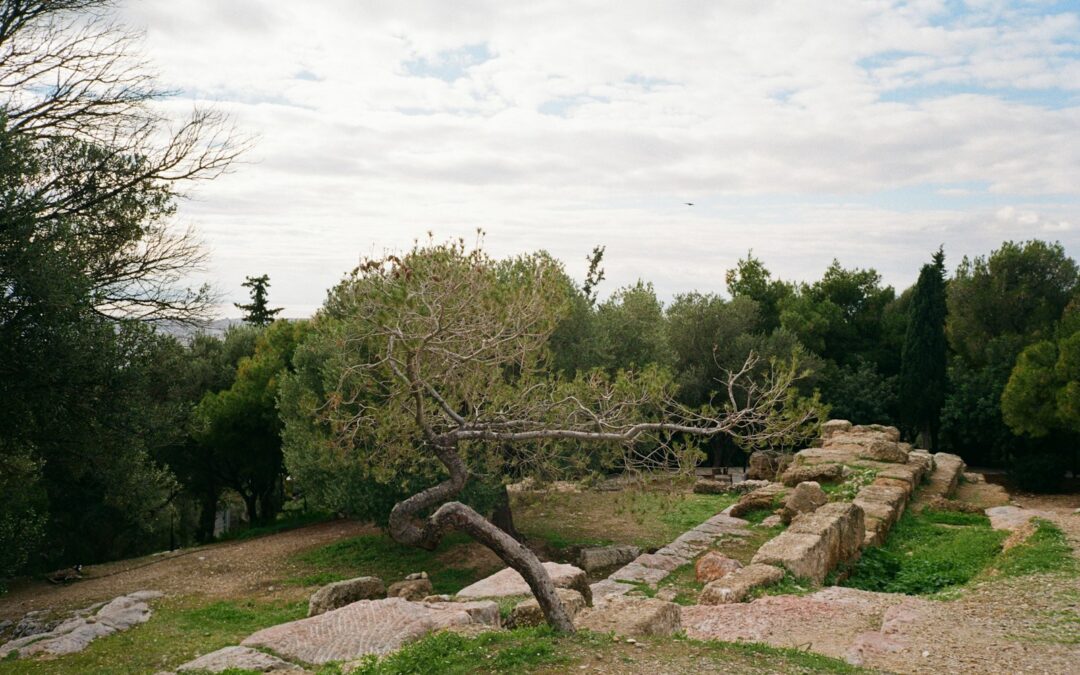 Efficient Tree Debris Removal in Harrisonburg and Surrounding Areas: Clean Yards, Clear Minds