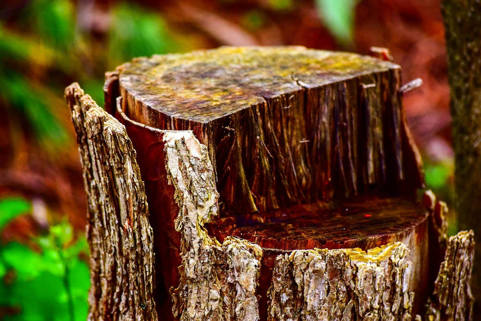 Detailed view of a tree stump with cracked bark in a forest setting. Stump Grinding vs Stump Removal: What’s Better for Shenandoah Valley Backyards?