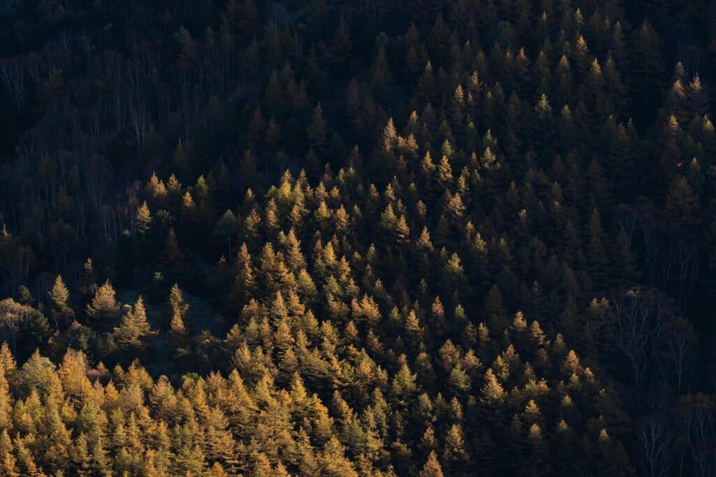 trees, nature, landscape, autumn