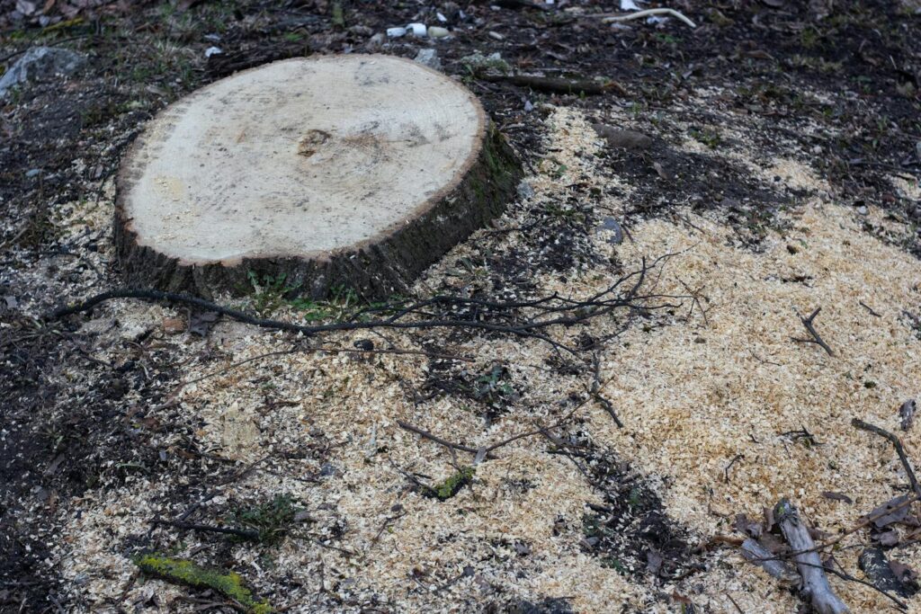 Close-up of a tree stump surrounded by sawdust in a forest setting, indicating recent cutting.