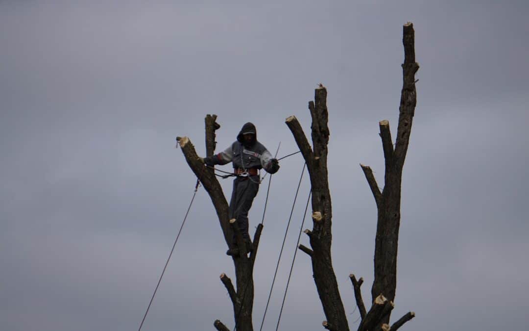 Are Arborists Expensive? Understanding the Cost for Harrisonburg Tree Care