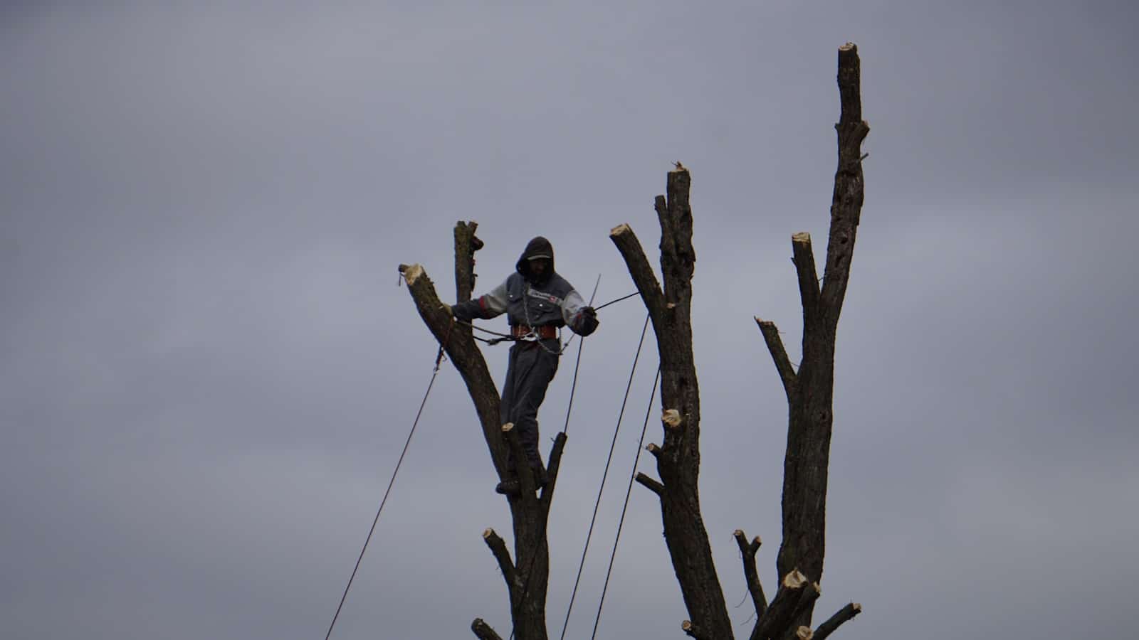 Arborist pruning a tall tree with ropes. Are Arborists Expensive? Understanding the Cost for Harrisonburg Tree Care