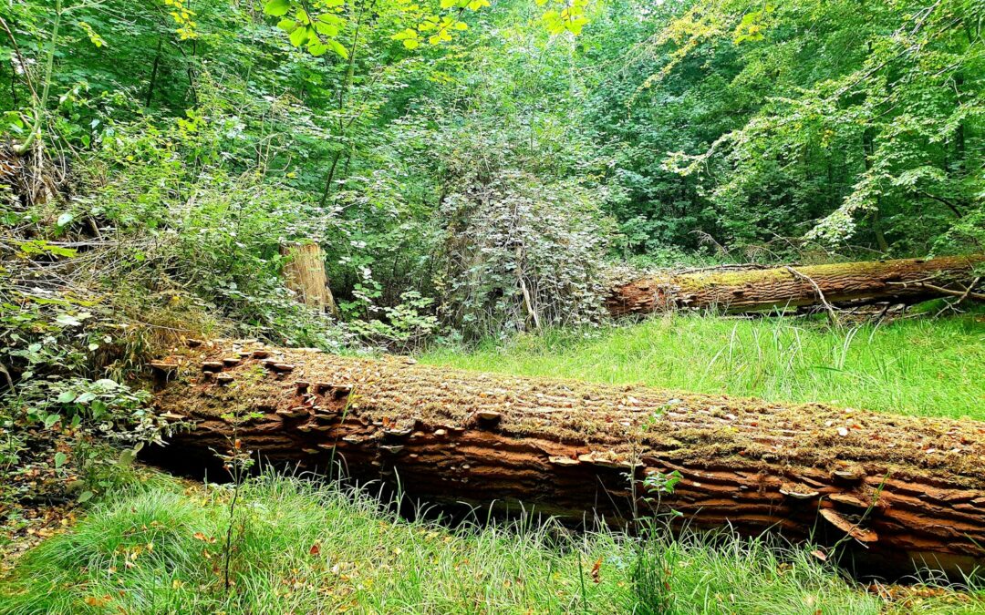 Reliable Emergency Tree Removal Services Across Rockingham and Augusta Counties