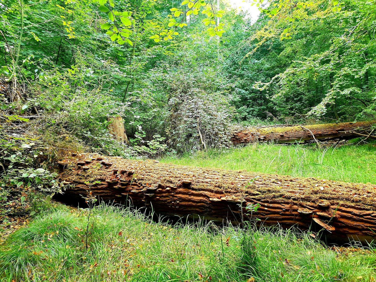 brown tree log on green grass field during daytime Reliable Emergency Tree Removal Services Across Rockingham and Augusta Counties