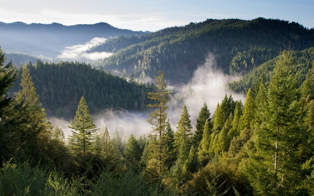 Tree Surgeon in Waynesboro, VA: Professional Care for Every Tree