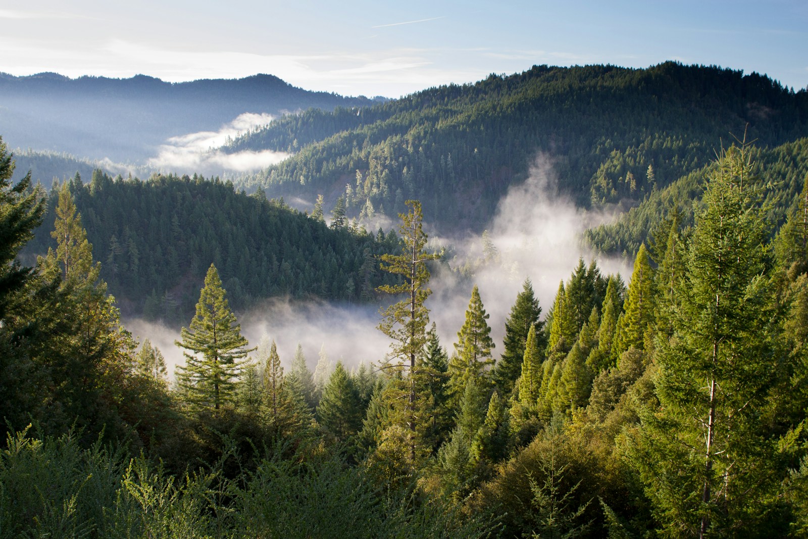 birds eye photo of forest and mountains Tree Surgeon in Waynesboro, VA: Professional Care for Every Tree