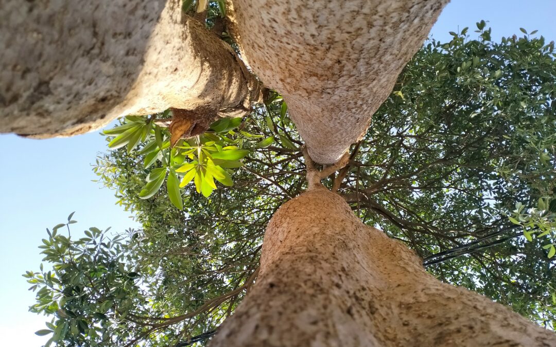 How Tree Trimming Keeps Harrisonburg Trees Healthy and Beautiful – The Tree Service Near Me