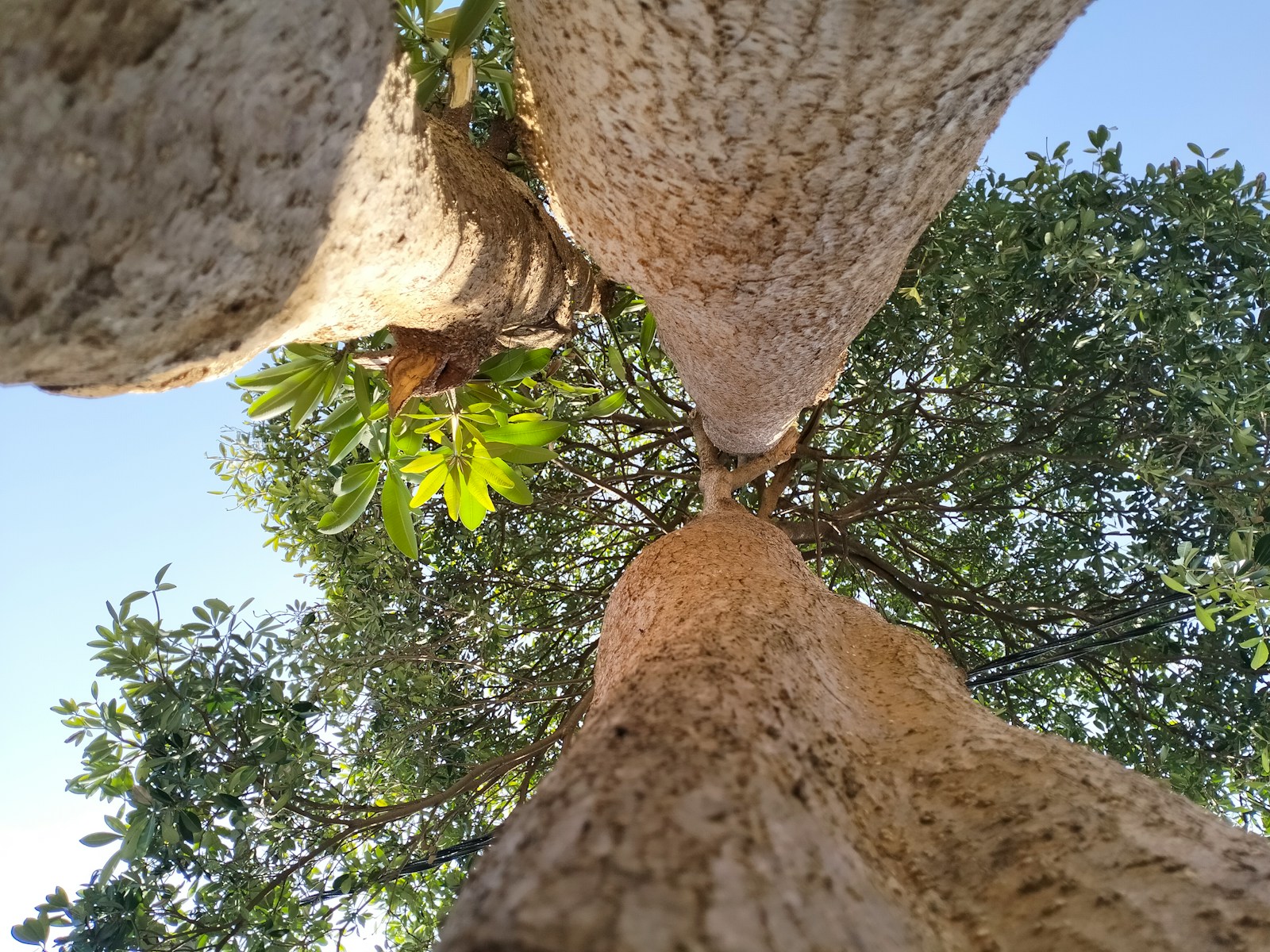 looking up at the top of a tree How Tree Trimming Keeps Harrisonburg Trees Healthy and Beautiful - The Tree Service Near Me