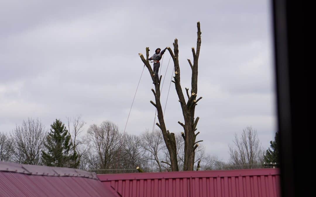 When Is an Arborist Required? Situations Only a Pro Should Handle in Staunton