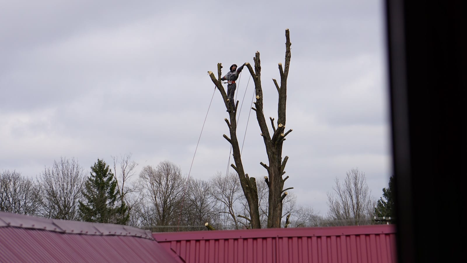 Arborist pruning a tall tree with ropes and overcast sky When Is an Arborist Required? Situations Only a Pro Should Handle in Staunton