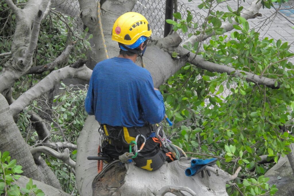 a person wearing a helmet and climbing a tree