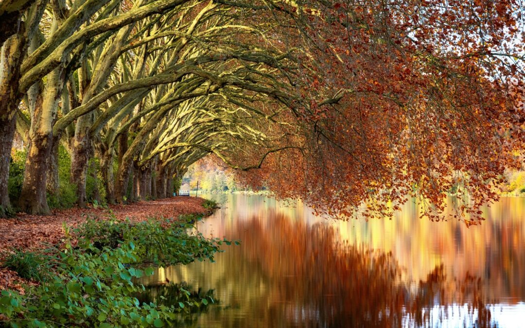 10 Signs You Need Tree Pruning in the Shenandoah Valley (And How to Spot Them Early)