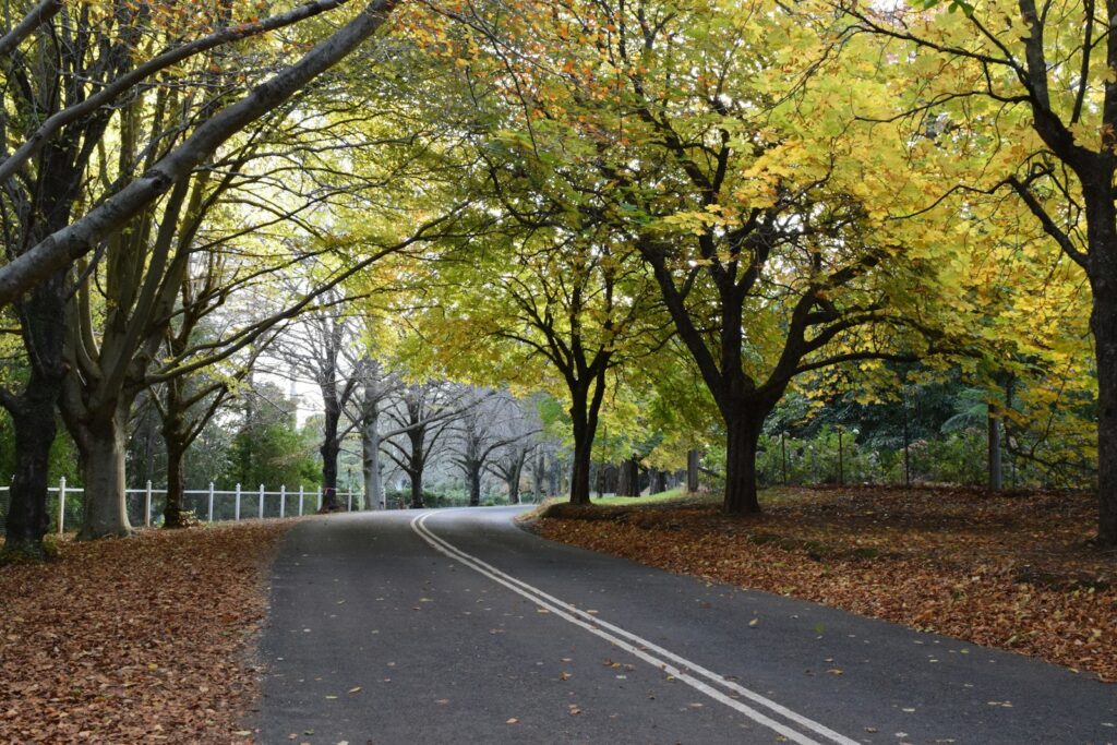 a road surrounded by trees with leaves on the ground